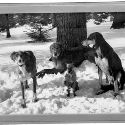 various dogs in snow