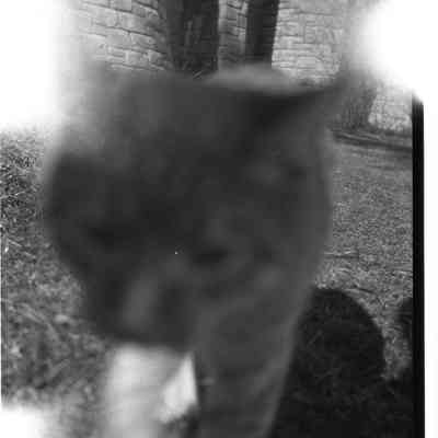 cat on ocean lawn