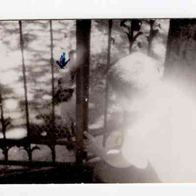 1954-07-16 Siamese cat & child at cat garden gate