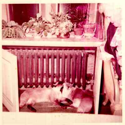 Siamese cats in front of radiator in Irene's bedroom