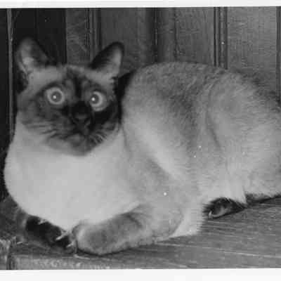 Siamese cat on wooden chair (Marilyn Silveira photo)
