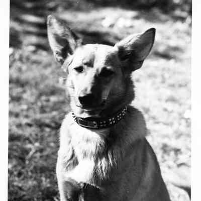 shepherd dog with collar