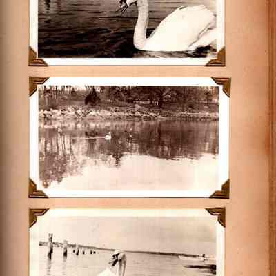 GRM p(39) swan & shoreline