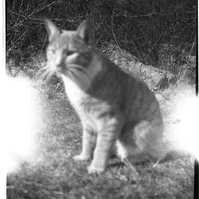 cat on ocean lawn