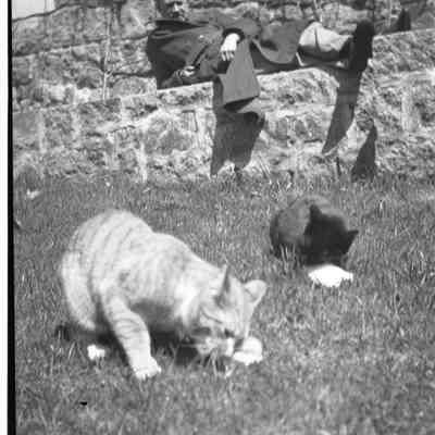 JHHJr in cat garden w 2 cats