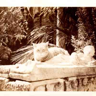 tabby cat on sarcophagus