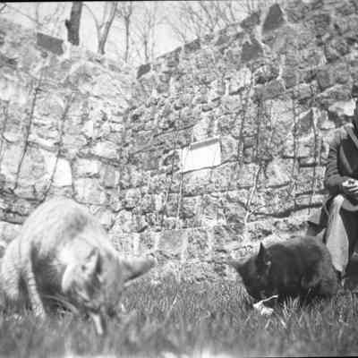 JHHJr in cat garden w 2 cats