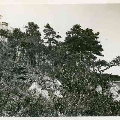 1930-1965 bushes & trees on ocean lawn