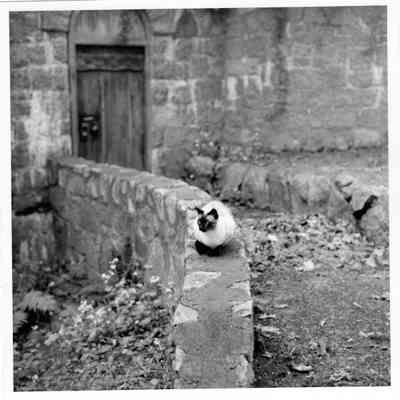 Iron hardware (on door to cat garden)