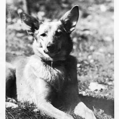 shepherd dog with collar