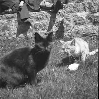 JHHJr in cat garden w 2 cats