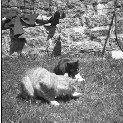 JHHJr in cat garden w 2 cats