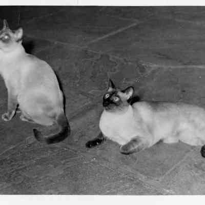 Siamese cats, Tigh & Boo, in Great Hall (Marilyn Silveira photo)