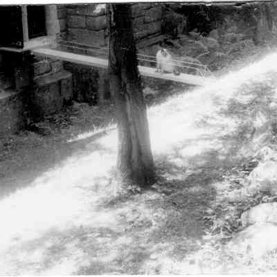 1954-07-16 Siamese cat on cat bridge