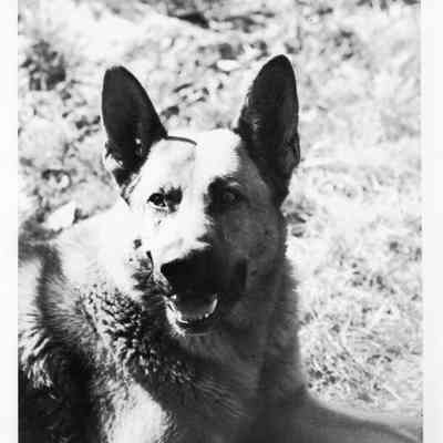PB9-024 Hammond shepherd dog, Boris