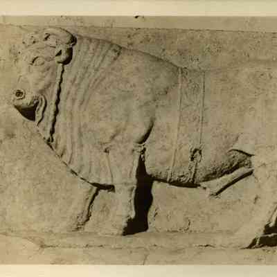 Bull relief (OUT-14)