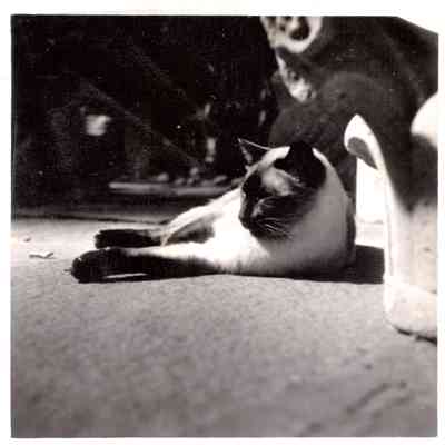 Siamese cat in courtyard