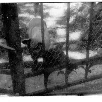 1954-07-16 Siamese Cat & shepherd dog at cat garden gate