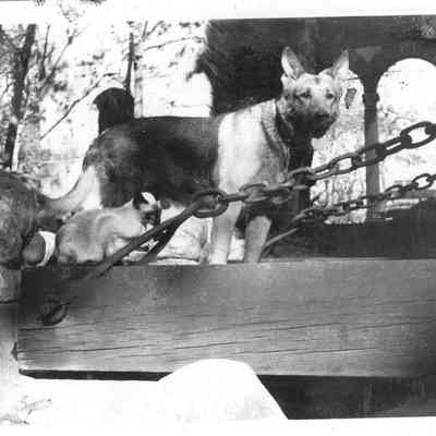 Shepherd dog & Siamese cat on drawbridge
