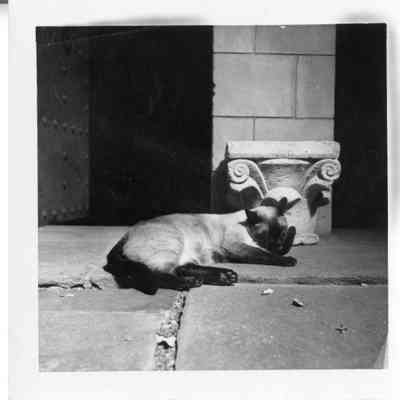 Siamese cat in courtyard