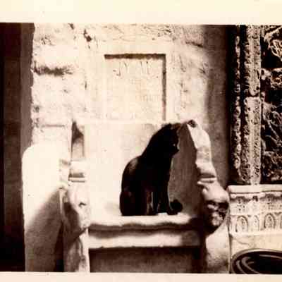 black cat on courtyard chair