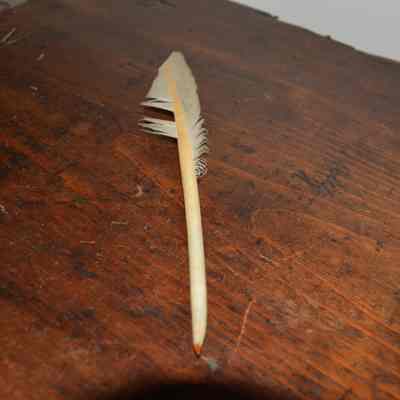 Quill