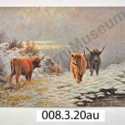 Postcard: Myrtle Davis 1908 Highland Cows