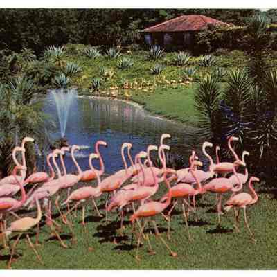 Graceful Florida Flamingos at Parrot Jungle