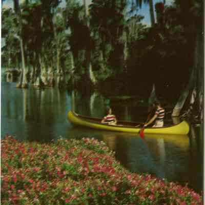 Typical Florida Cypress Forest, Cypress Gardens, Fla.