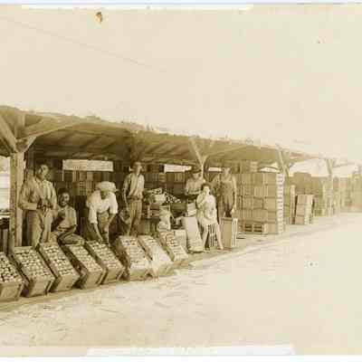 Shipping Vegetables from New River 1910-1915