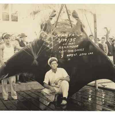 2500 Pound Manta