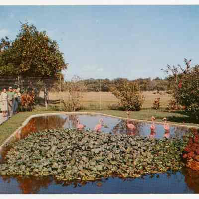 Flamingo Pool at Flamingo Groves, Fort Lauderdale, Florida