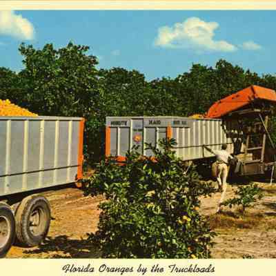 Florida oranges by the truckload. Branch of Orange Tree, Blooming and bearing fruit Habana. Avenida del Golfo. Gulf Avenu, Havana, Cuba.