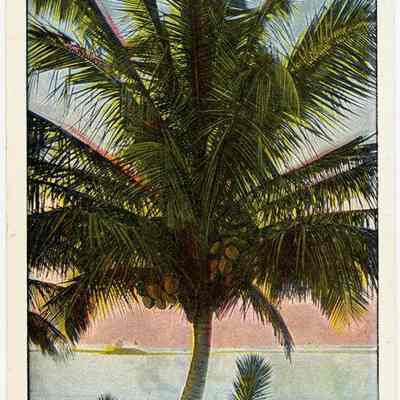 Fine Specimen of Cocoanut Tree, Florida