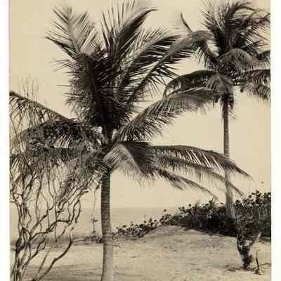 Palm Trees at Las Olas Beach