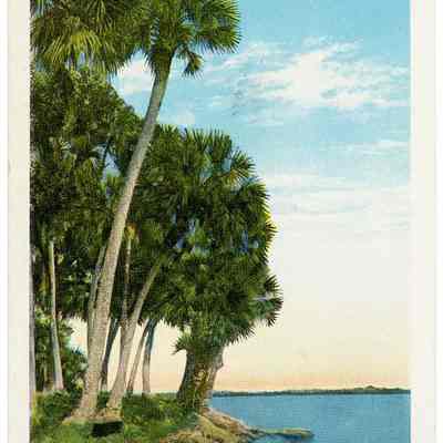 Tall Palms Along the Coast, Florida