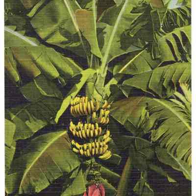 Banana Tree showing Bud and Fruit in Florida