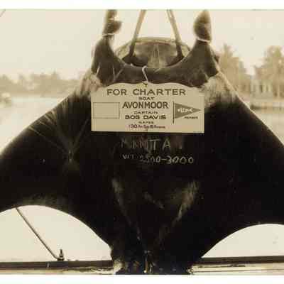 3000 Pound Manta
