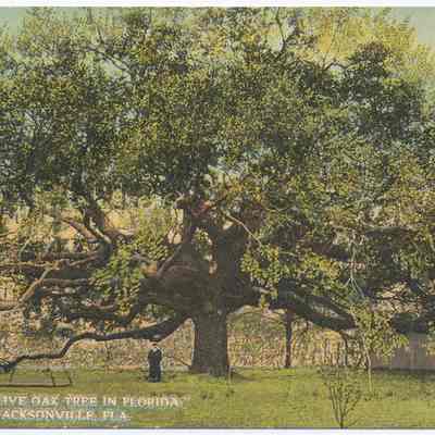 The Largest Live Oak Tree in Florida, South Jacksonville, Fla.
