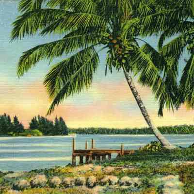 Coconut Palms on a Florida River
