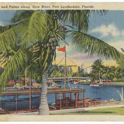 Pleasure Craft and Palms along New River, Fort Lauderdale, FL