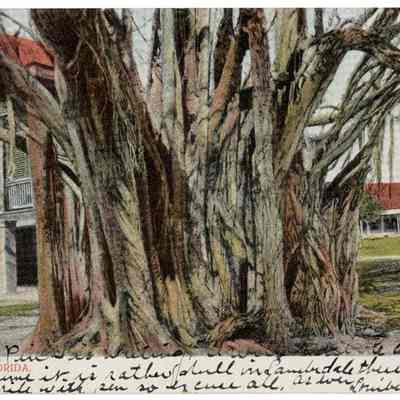 Banyan Tree, Florida