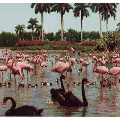 Flamingos and Swans on the Infield Lake at Beautiful Hialeah Race Course, Hialeah, FL