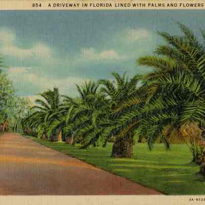 A Driveway in Florida Lined with Palms and Flowers
