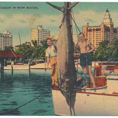 A Sailfish Caught in Miami Waters