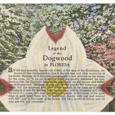 Legend of the Dogwood in Florida