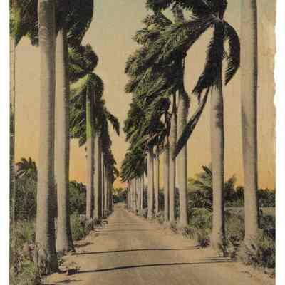 Aisle of Royal Palms in Florida