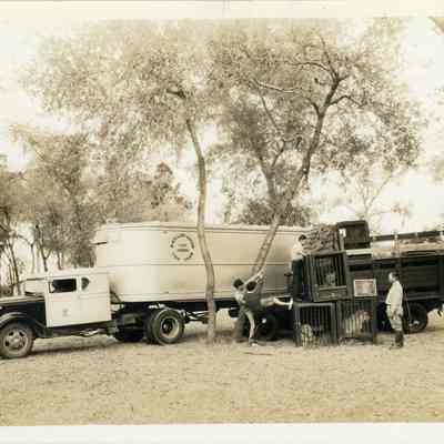 Loading Lions at the McKillop-Hutton Lion Farm