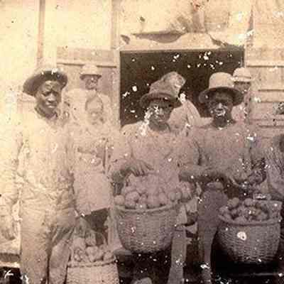 African-Americans with Baskets of Potatoes
