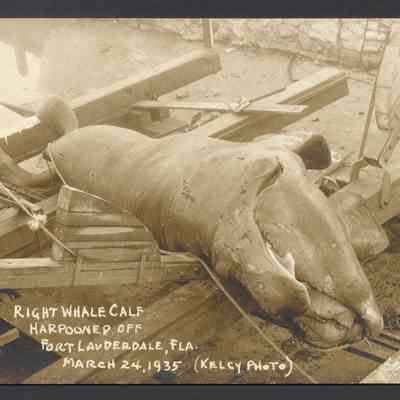 Right Whale Calf